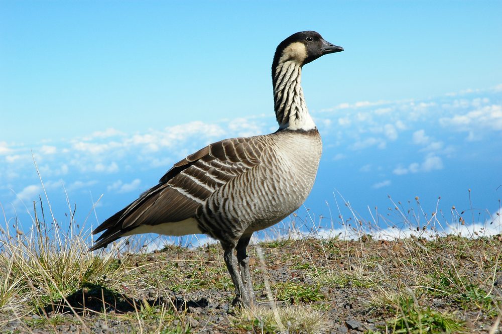 Haleakala National Park (Official GANP Park Page)